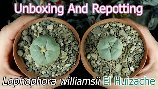 Unboxing And Repotting Lophophora williamsii El Huizache [upl. by Armillia]