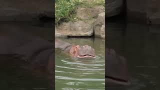 HIPPOS SWIM LIKE PROS [upl. by Clancy]