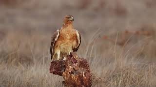 Bonellis eagle Aquila fasciata [upl. by Yvon]