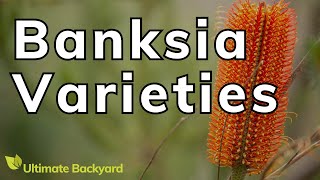 Types of Banksias Popular Varieties You Can Grow at Home [upl. by Azeel]