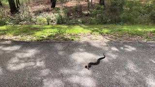 Moccasin water snake cottonmouth on road by the lake [upl. by Magill]