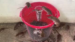 The most effective way to trap mice with a plastic bucket [upl. by Htebazileharas640]