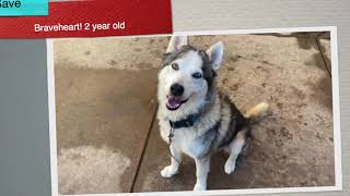 Help save Braveheart Resilient 2 yr Husky [upl. by Olia]