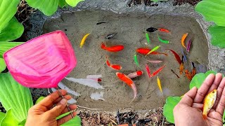 So Amazing Catching Colorful Betta Fish In The River Giant Catfish Ornamental Fish Turtle Koki [upl. by Eilyab648]