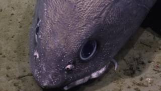 Denizens of the Deep Rattail Fish Grenadier  Nautilus Live [upl. by Aoh760]