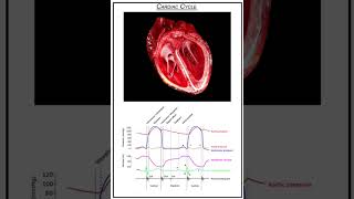 Wiggers diagram  Cardiac CycleAnimated shorts [upl. by Yarvis]