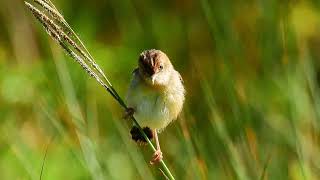 Golden headed Cisticola in NSW Australia [upl. by Ayirp]