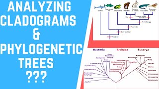 How to Analyze Cladograms amp Phylogenetic Trees [upl. by Roderica269]