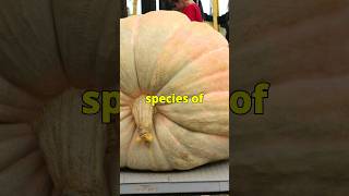 The Giant Pumpkin Atlantic Giant [upl. by Faye571]