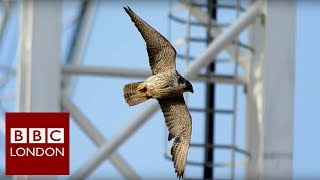 The Falcons of Battersea Power station  BBC London [upl. by Ecraep]