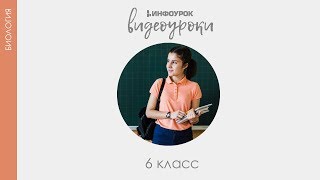 Ткани  Биология 6 класс 5  Инфоурок [upl. by Hyacinth]