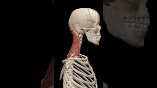 Physiology of Neck Muscles [upl. by Nonnairb223]