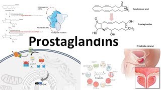 Prostaglandins  Biosynthesisfunction and regulation [upl. by Htebazila]