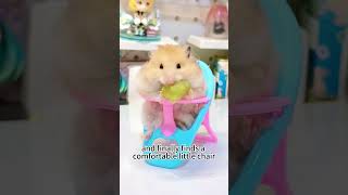 the baby hamster is busy on the small wheelhamsters pets cute shorts viral [upl. by Artinek5]