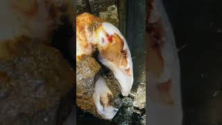 infected tissue sloughing off cow hoof asmr hoof [upl. by Aneeh]