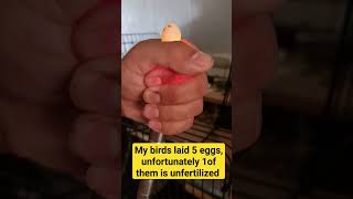 How to check unfertilized egg eggs hatching  lovebirds  breeding birds [upl. by Badger]