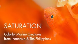 SATURATION  Colorful Marine Creatures from Indonesia amp The Philippines [upl. by Nonad]