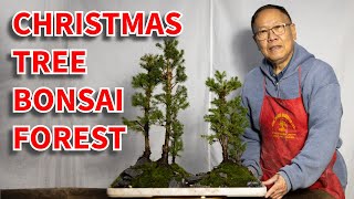 How to make Alberta Spruce Christmas tree bonsai forest [upl. by Tallbot]