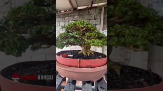 Inspirasi bonsai sancang istimewa Mr Wayan Subawato [upl. by Arquit]