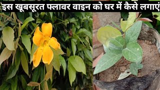 How to grow and care Cats claw Flower vine Dolichandra unguis flower plant link in description box [upl. by Blanchette]