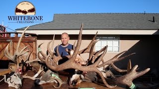 HOW TO CLEAN A MONSTER BULL ELK SKULL [upl. by Telford833]