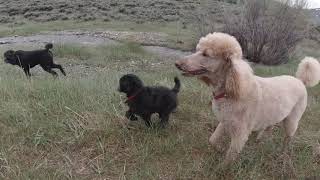 4 standard poodles including 9 week old silver puppy on a hike [upl. by Jovitah]