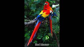 3 Types of Macaws macaws [upl. by Pasco]