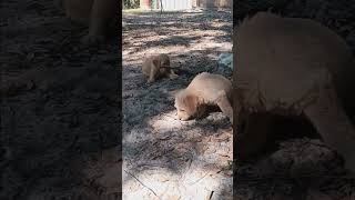 Labradoodle puppies enjoying the day [upl. by Aititil]