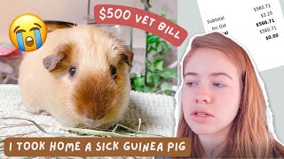 I RESCUED A SICK GUINEA PIG [upl. by Stephens347]