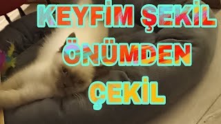 PAMUK YİNE DİNLENMEYE ÇEKİLMİŞ KEYFİ YERİNDE MAŞALLAH kedivlog cat kedimamasi kedisesi vlog [upl. by Kinata]