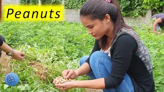 Peanuts harvesting in the backyard [upl. by Jopa448]