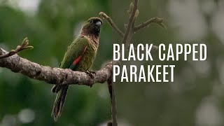 Black capped Parakeet Pyrrhura Rupicola [upl. by Jaylene]