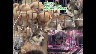 ate Lea Nallas Paws 82523 bocaue pet market tiangge ng mga hayop [upl. by Ahsytal]