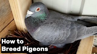 How to Breed Pigeons  Step by Step [upl. by Jacklyn]