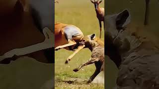 Hyena Savagely Killing Topi Antelope [upl. by Eillod]