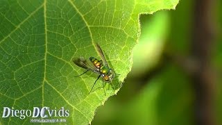 Condylostylus  LongLegged Fly Dolichopodidae Espécies de Mosca [upl. by Rachaba473]