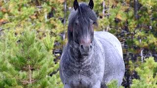 Beautiful Alberta Wild Horses  Sept 08 18 [upl. by Imorej381]