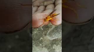 Ropalidia marginata dangerous on hand shortsvideo shorts flyingbeast [upl. by Deedahs]