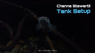 My Channa Stewartii Tank is done [upl. by Saimon]