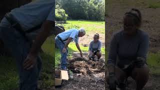 “Bed” of potatoes growingpotatoes sustainablefarming healthysoil shorts PawpawSammyAlyBug [upl. by Darcey]