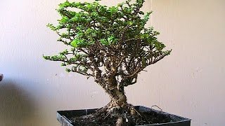 Hokkaido Elm Bonsai Tree [upl. by Iraam]