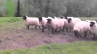 Is this Britains worst sheepdog [upl. by Aneleve]