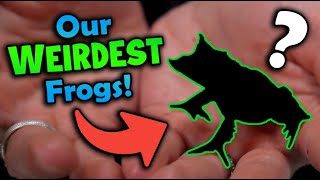 Top 5 WEIRDEST Frogs at Snake Discovery [upl. by Pietrek258]