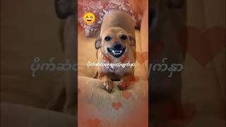 Debtor vs Creditor 🤪😆😆😝😝😁😁comedyfilms cute funnycomedy ဟာသfunny [upl. by Perceval284]