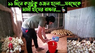 ১১ দিনে কতটুকু ওজন হলোসবথেকে দামী হাঁসের বাচ্চার🦆 [upl. by Annod389]