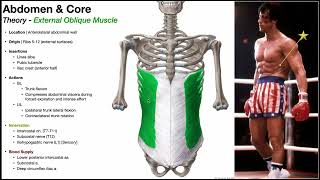 Anterior Abdomen Part 3  External amp Internal Abdominal Obliques [upl. by Initof]