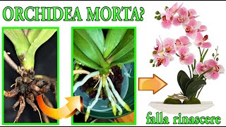 ORCHIDEA quotMORTAquot farla resuscitare con un trucco semplicissimo PHALENOPSIS CURE [upl. by Setiram]