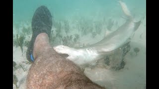 Bitten by a baby Lemon shark [upl. by Remy]