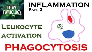 INFLAMMATION Part 3 Leukocyte Activation  PHAGOCYTOSIS [upl. by Ymrots557]