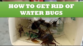 How to Get Rid of Water Bugs [upl. by Carmelina80]